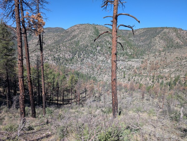 View of rolling hills covered in dry grasses and pines