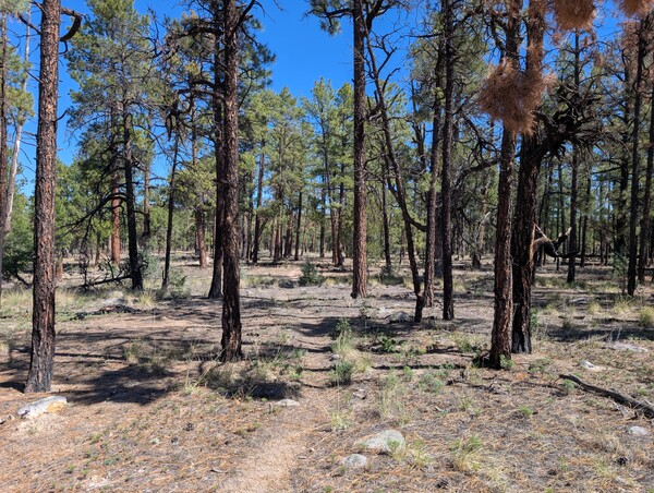 Lilley Park Trail passes through a forest of ponderosa pines